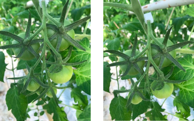 Foto - Grono Fujimaru przed regulacją i po regulacji