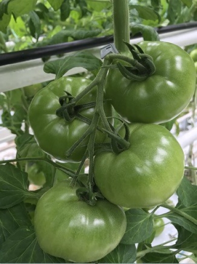 Foto – prawidłowo wyregulowane grono – 4 podobnej wielkości owoce.