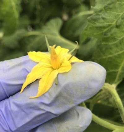 Foto – kontrola prawidłowego zapylenia. Na zdjęciu widać zbrązowiałe miejsca po uszkodzeniu przez trzmiele.