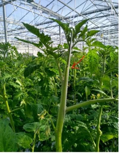 Fot. 1 Yarimaru. Generatywny wierzchołek z usuniętym liściem.