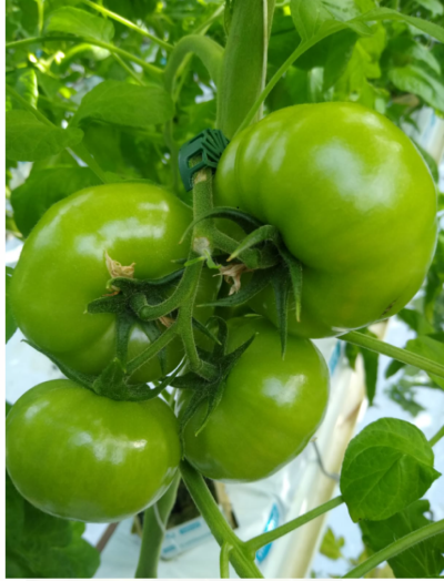 Fot. 3 Pierwsze grono Yarimaru