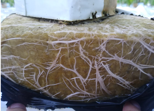 Fot. 4 Prawidłowo rozbudowany zdrowy korzeń.