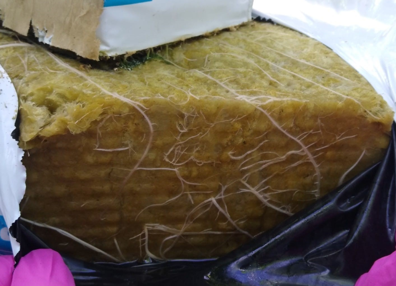 Tomimaru Muchoo: nasadzenie z początku października