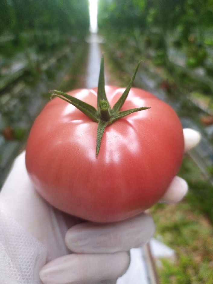 Hakumaru – ładny kolor, błyszcząca skórka