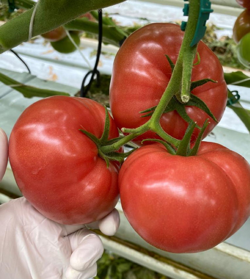 Atrakcyjne owoce Yarimaru