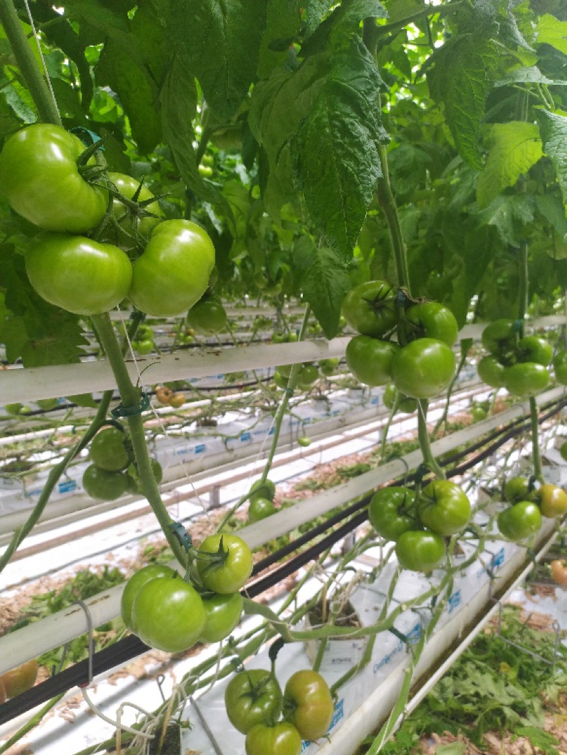 Hakumaru – duże, równe owoce w gronach