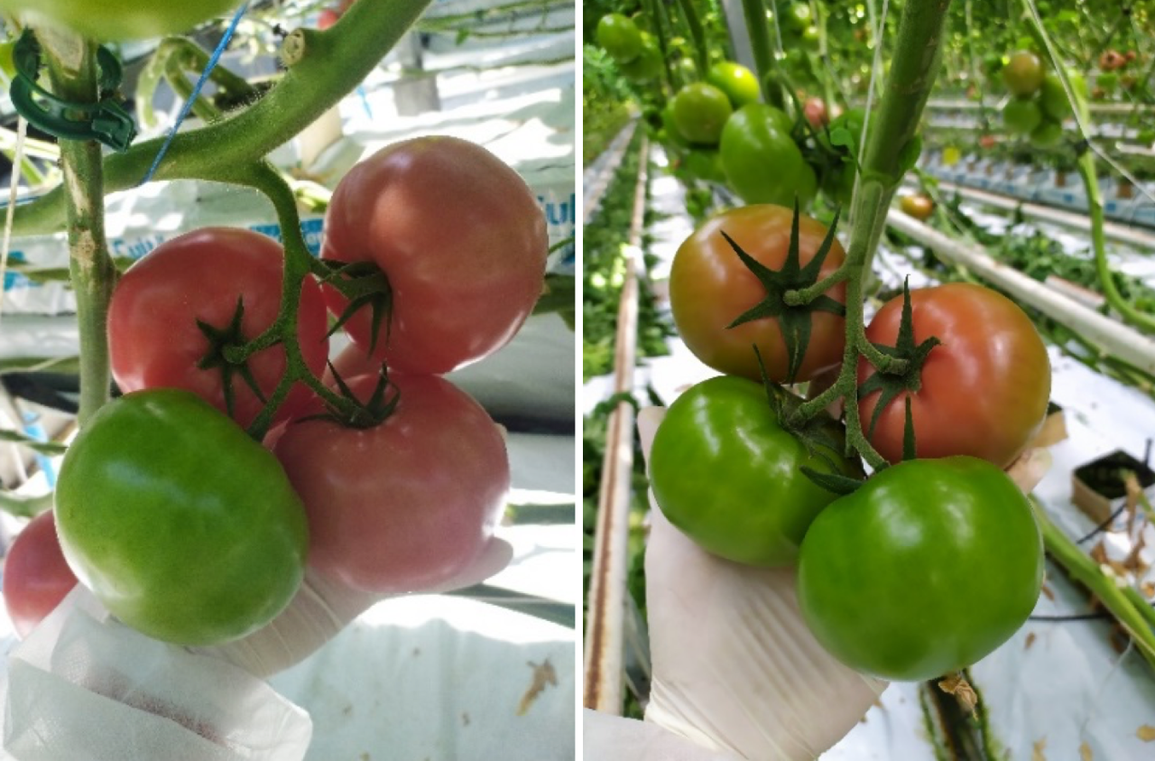 Atrakcyjne owoce Hakumaru (zdjecie po lewej) i Yarimaru (zdjęcie po prawej stronie)