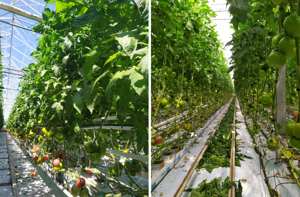 Hakumaru (po lewej) i Yarimaru (po prwej) w pełni owocowania