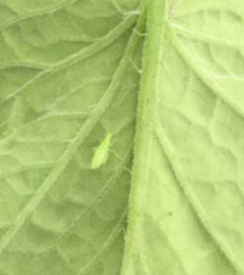 Namnożona populacja Macrlophusa gwarantuje dobrą ochronę przed mączlikiem