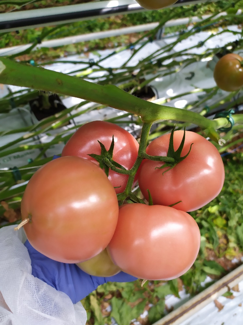 Dojrzewające, ładnie wypełnione grono, które zostanie zebrane w połowie sierpnia