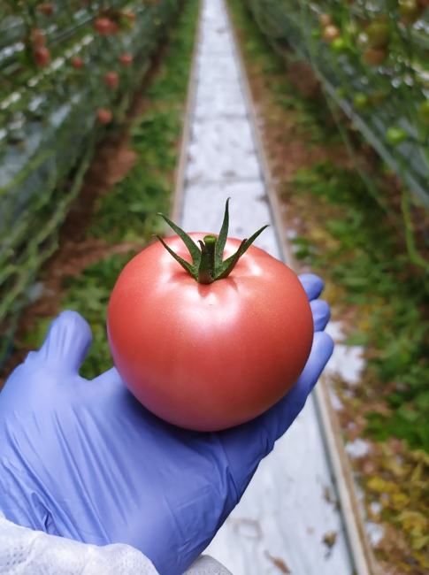 Kształtny i ładnie wybarwiony owoc Hakumaru. 