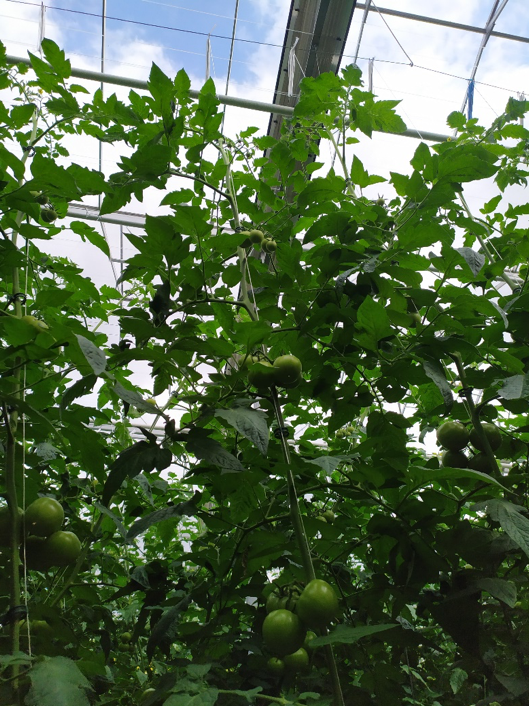 Górne silne i równomiernie wykształcone grona po upałach 