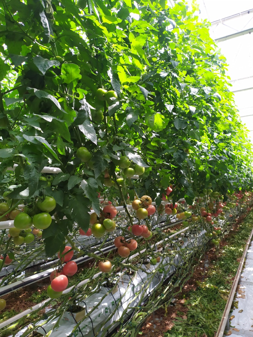 Bardzo dobry stan roślin po przebytych upałach
