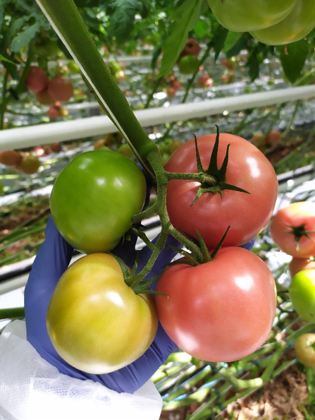 Drugie i trzecie grono od końca. (zdjecie robione w połowie sierpnia)