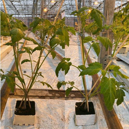 Hakumaru sczepione na podkładce Equifort i Maxifort.