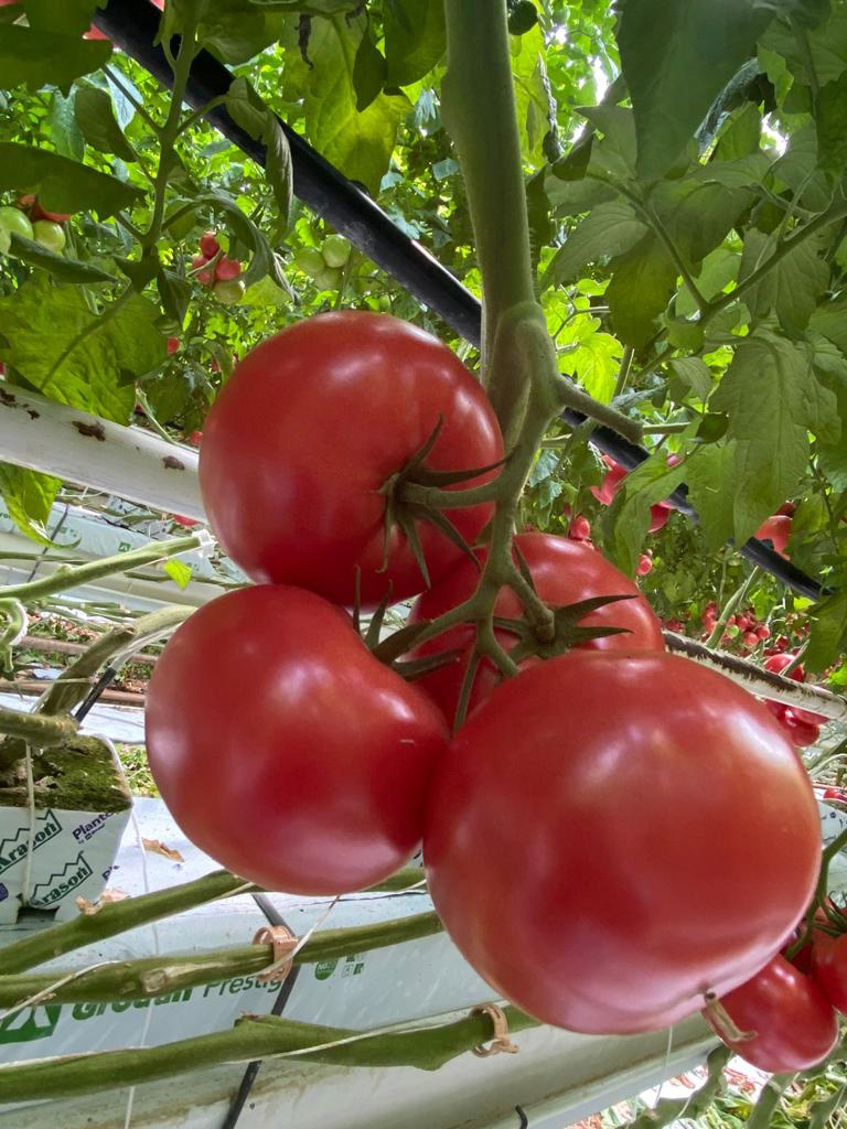 Hakumaru kolejny rok potwierdza, że kocha słońce, a słońce kocha Hakumaru!
