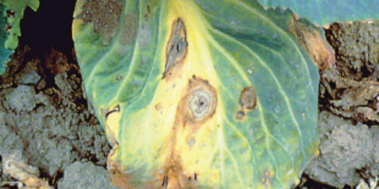 Alternarioza warzyw krzyżowych - rozpadające się zmiany na liściach z brązową otoczką