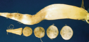 Czernienie korzeni warzyw krzyżowych - ciemne, szare zmiany na korzeniu