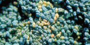 Brązowienie róży brokuła - żółte, obumarłe pąki brokuła