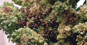 Brązowienie róży brokuła - brązowe i żółte, zeschnięte pąki brokuła