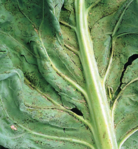 Mozaika kalafiora - jasne i ciemne zmiany na zniekształconych liściach