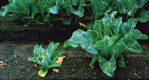 Zgorzel siewek warzyw kapustnych - skurczone, pożółkłe liście