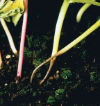 Zgorzel siewek warzyw kapustnych - wodniste, skurczone siewki