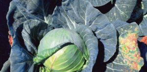 Mączniak rzekomy warzyw kapustnych - żółte i purpurowe zmiany na liściach