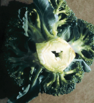 Jamistość głąba warzyw krzyżowych - otwór w głąbie brokuła