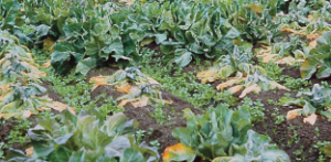 Zgorzel podstawy głąba warzyw krzyżowych - zeschłe, pożółkłe liście
