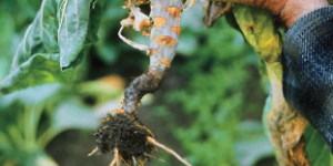 Zgorzel podstawy głąba warzyw krzyżowych - szare zmiany na łodydze