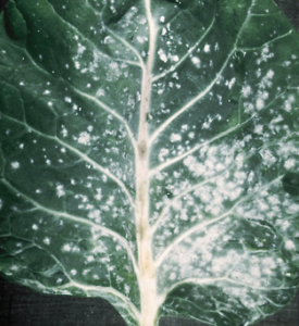 Mączniak prawdziwy warzyw krzyżowych - białe, przypominające proszek zmiany na liściach.