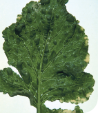 Mozaika wirusowa rzodkiewki - zdeformowane, pożółkłe na brzegach liście