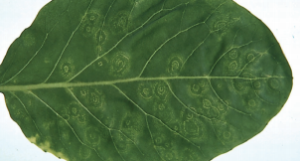 Mozaika wirusowa rzodkiewki - mozaikowe, żółte zmiany na liściach