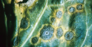 Pierścieniowa plamistość warzyw kapustnych - owalne, ciemnożółte zmiany chlorotyczne na liściach