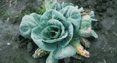 Pierścieniowa plamistość warzyw kapustnych - żółte i zniszczone liście kapusty