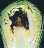 Wewnętrzne zbrunatnienie główek kapusty - brązowa tkanka główki kapusty