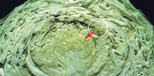 Wewnętrzne zbrunatnienie główek kapusty - ciemne zmiany główki kapusty