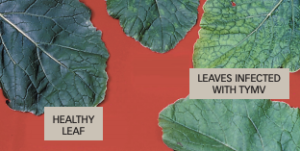 Zdrowy (po lewej) i zainfekowany, pokryty żółtymi wzorami liść (po prawej) - Żółta mozaika brukwi