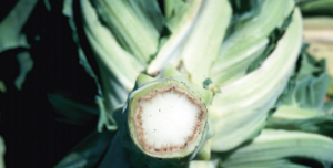 Wertycylioza - brązowe przebarwienia na głąbie