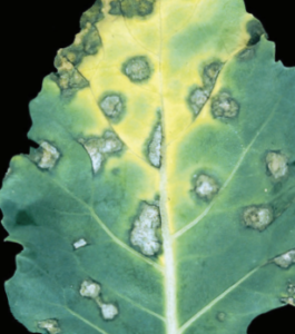 Biała plamistość warzyw krzyżowych - owalne,  szare zmiany na liściu