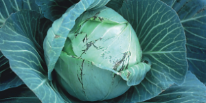 Bakteryjna plamistość warzyw kapustnych - ciemne, kanciaste zmiany na liściach kapusty