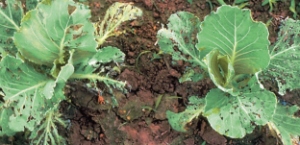 Bakteryjna plamistość warzyw kapustnych - brunatne, zniszczone i postrzępione brzegi liści