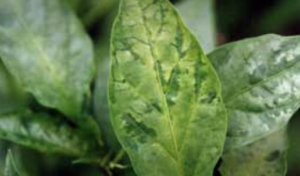 Pstrość nerwów papryki chilli - Zbliżenie na mozaikę i pasy żył.