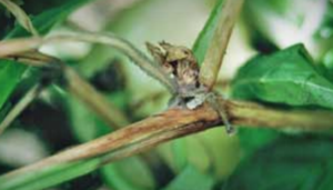 Szara pleśń papryki - obumarły, zbrązowiały, nasiąknięty wodą pęd rośliny