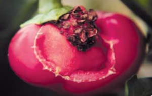 Zaburzenia odżywiania papryki -  popękany i zdeformowany owoc