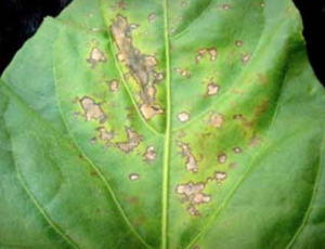 Objawy choroby na liściach