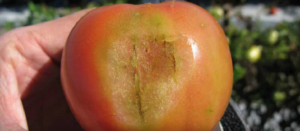 Ciemnobrązowa tkanka przewodząca (Gary Vallad, University of Florida, Gulf Coast Research and Education Center)