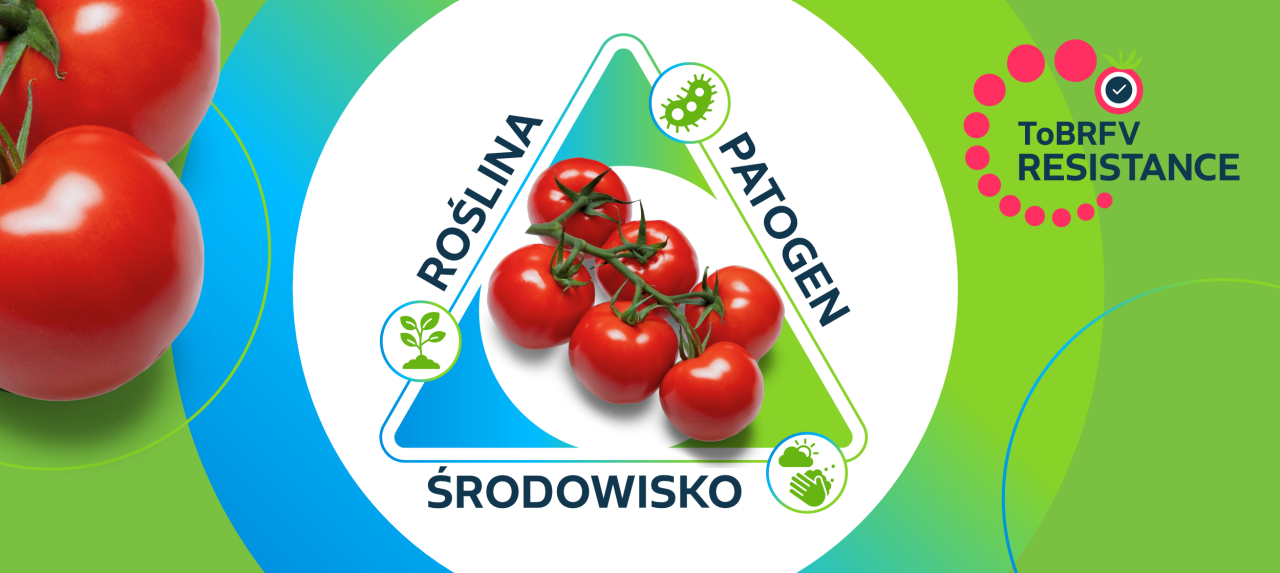 trójkąt chorobowy