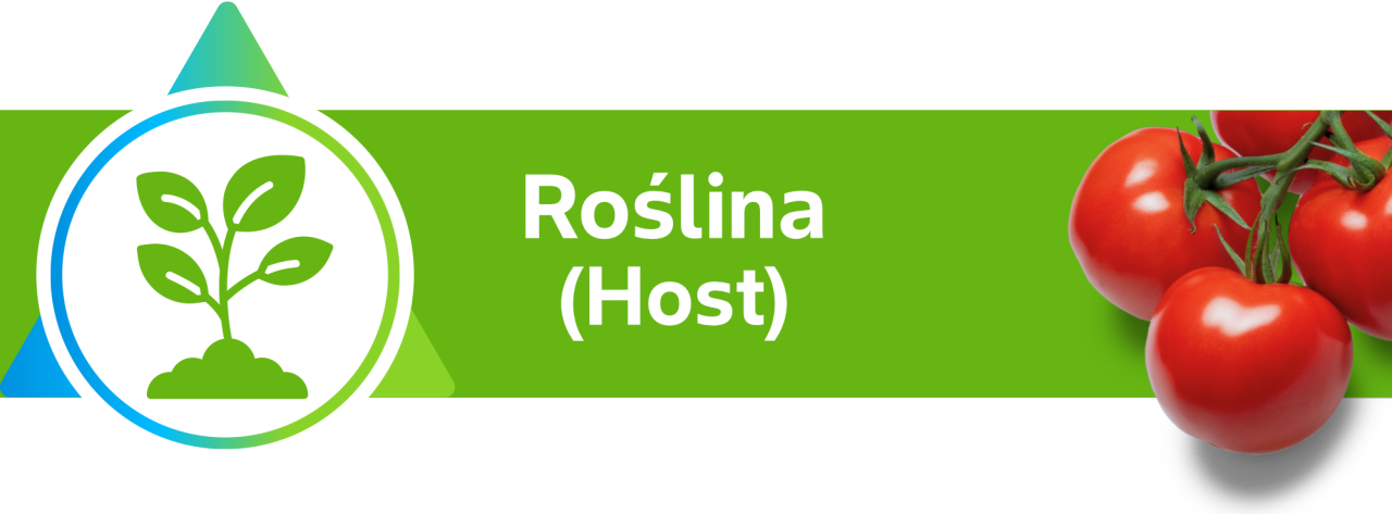 roślina